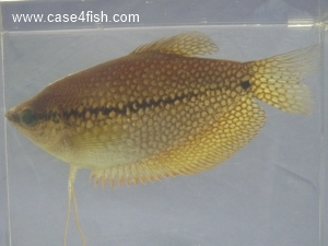 Foto Galerie/Anabantiformes/Trichopodus leerii/Trichopodus leerii_02_S.jpg